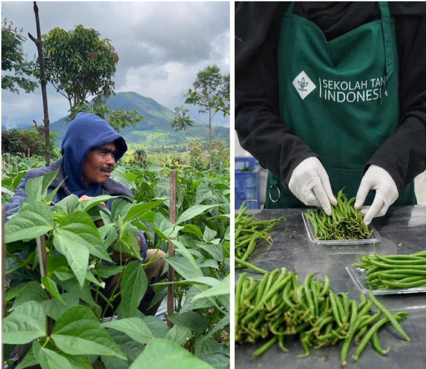 Komoditas Buncis Kenya