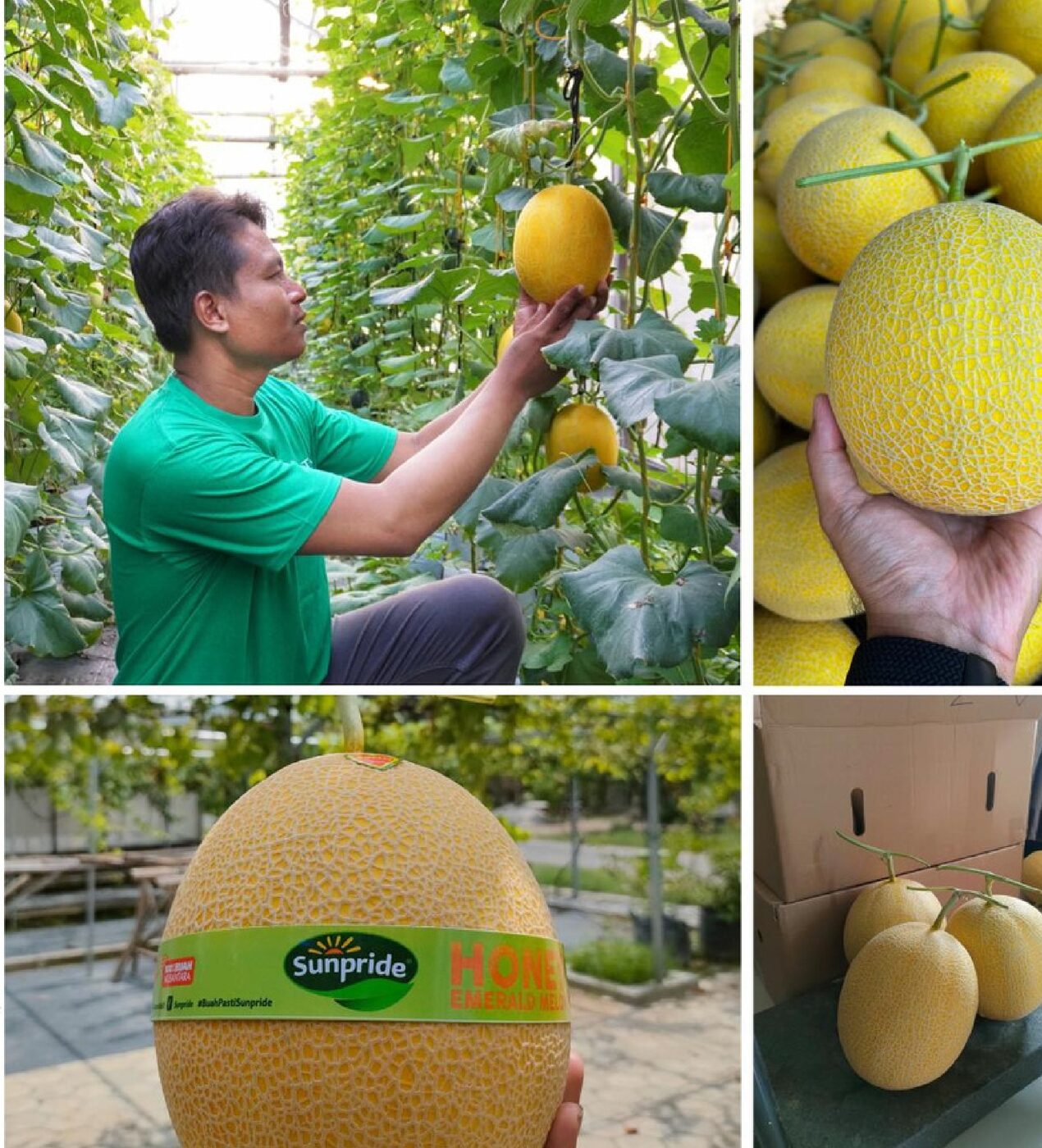 Komoditas Golden Melon